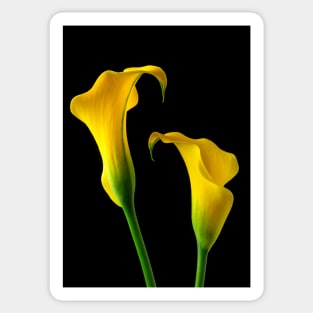 Two Stunning Yellow Calla Lillies Sticker